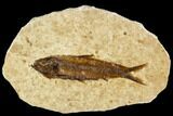 Fossil Fish (Knightia) With Floating Frame Case #109577-1